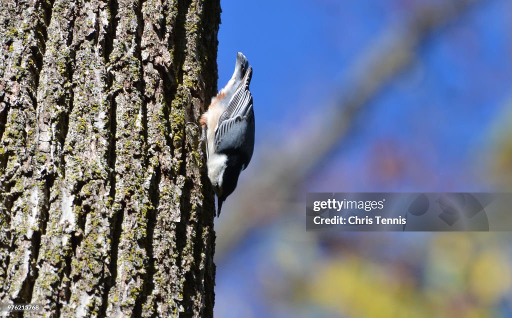 White-breasted Nuthatch on an Oak Tree