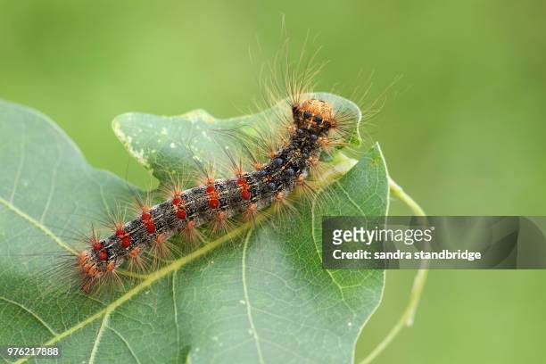 a beautiful rare gypsy moth caterpillar (lymantria dispar) feeding on an oak tree leaf in woodland. - gypsy moth caterpillar stock-fotos und bilder