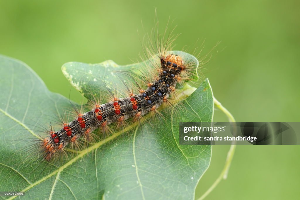 A beautiful rare Gypsy Moth Caterpillar (Lymantria dispar) feeding on an oak tree leaf in woodland.