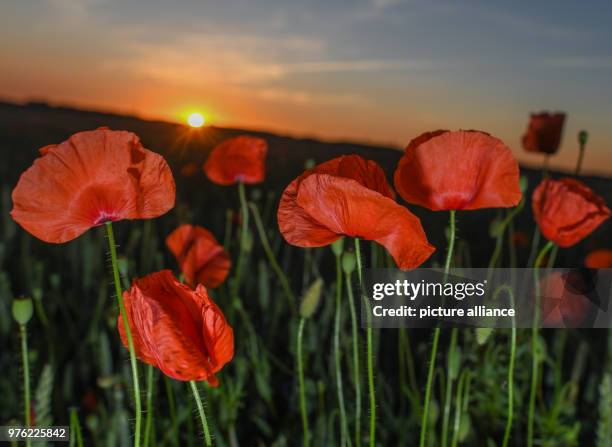 May 2018, Germany, Jacobsdorf: Poppy blossoms glowing in the light of sunset on a grain field. Photo: Patrick Pleul/dpa-Zentralbild/ZB