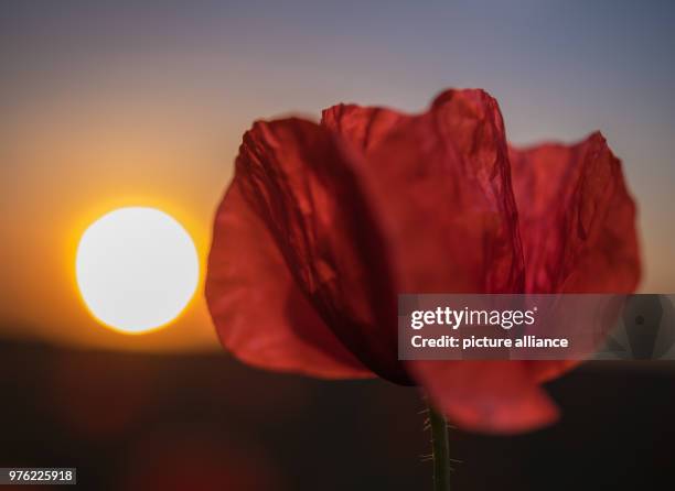 May 2018, Germany, Jacobsdorf: A poppy blossom glowing in the light of sunset on a grain field. Photo: Patrick Pleul/dpa-Zentralbild/ZB