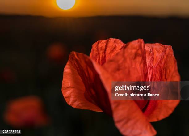 May 2018, Germany, Jacobsdorf: A poppy blossom glowing in the light of sunset on a grain field. Photo: Patrick Pleul/dpa-Zentralbild/ZB