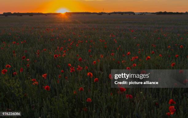 May 2018, Germany, Jacobsdorf: Poppy blossoms glowing in the light of sunset on a grain field. Photo: Patrick Pleul/dpa-Zentralbild/ZB