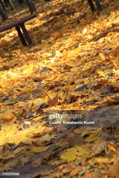 yellow leafs - konst stock pictures, royalty-free photos & images