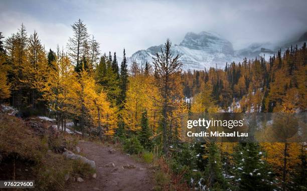 larch valley in fall - michael lau 個照片及圖片檔