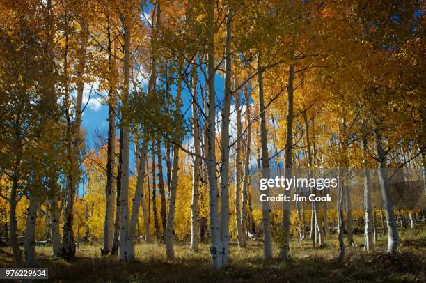 zion kolob mountain fall aspen - aspen mountain fotografías e imágenes de stock