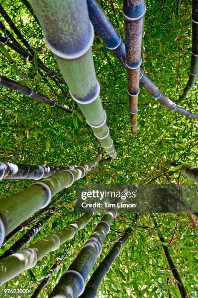 low angle view of phyllostachys nigra (black bamboo), hakone, japan - black bamboo stock pictures, royalty-free photos & images
