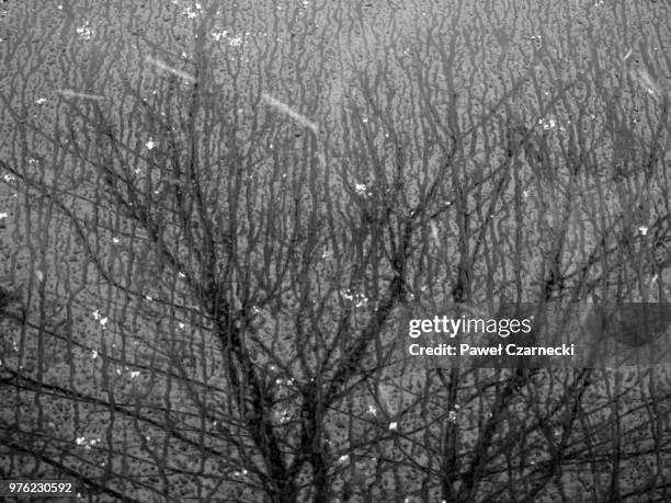Tree Crying Crying Tree Photos et images de collection - Getty Images