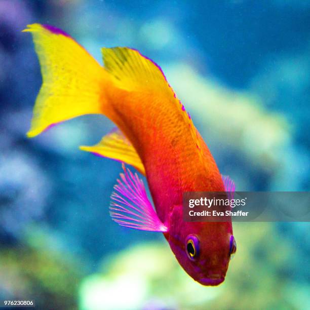 tropical fish - basslet stock pictures, royalty-free photos & images