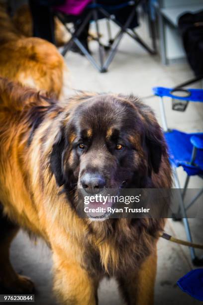 show dog - leonberger stock pictures, royalty-free photos & images