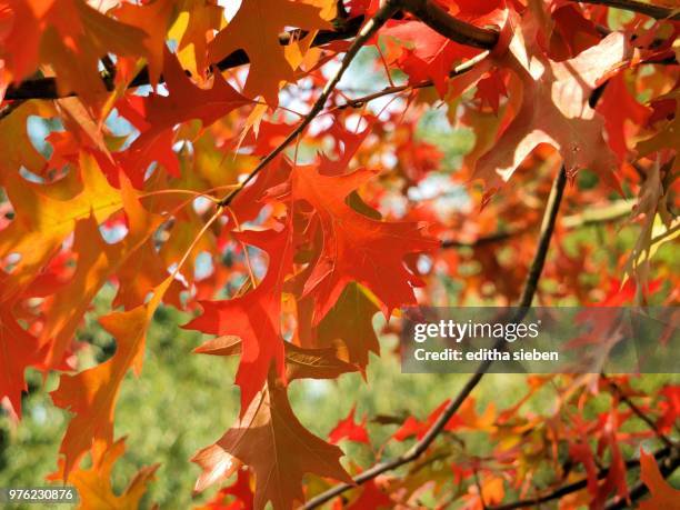 herbstlaub - herbstlaub stock pictures, royalty-free photos & images