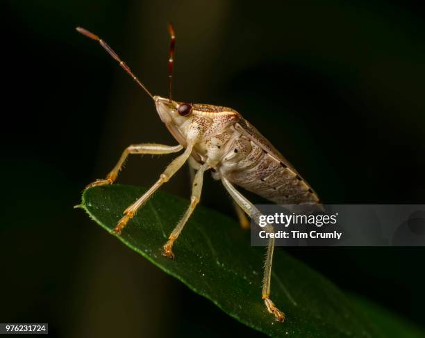 Bahrain Insect 10,011 Leaf Insect Stock Photos, High-Res Pictures, and Images - Getty ...