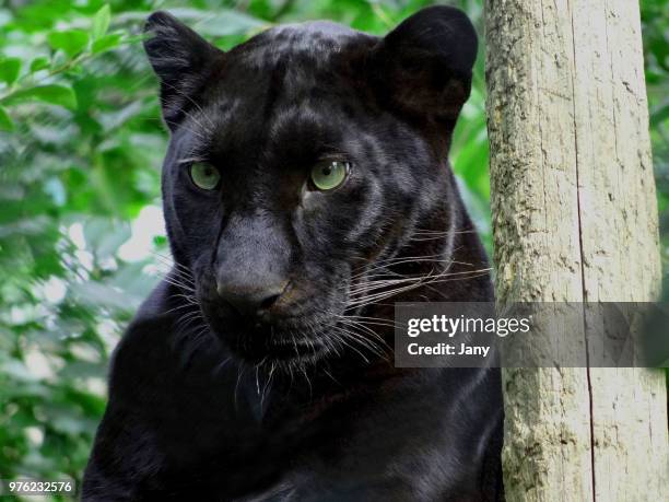 portrait of black panther, france - black panther stock-fotos und bilder