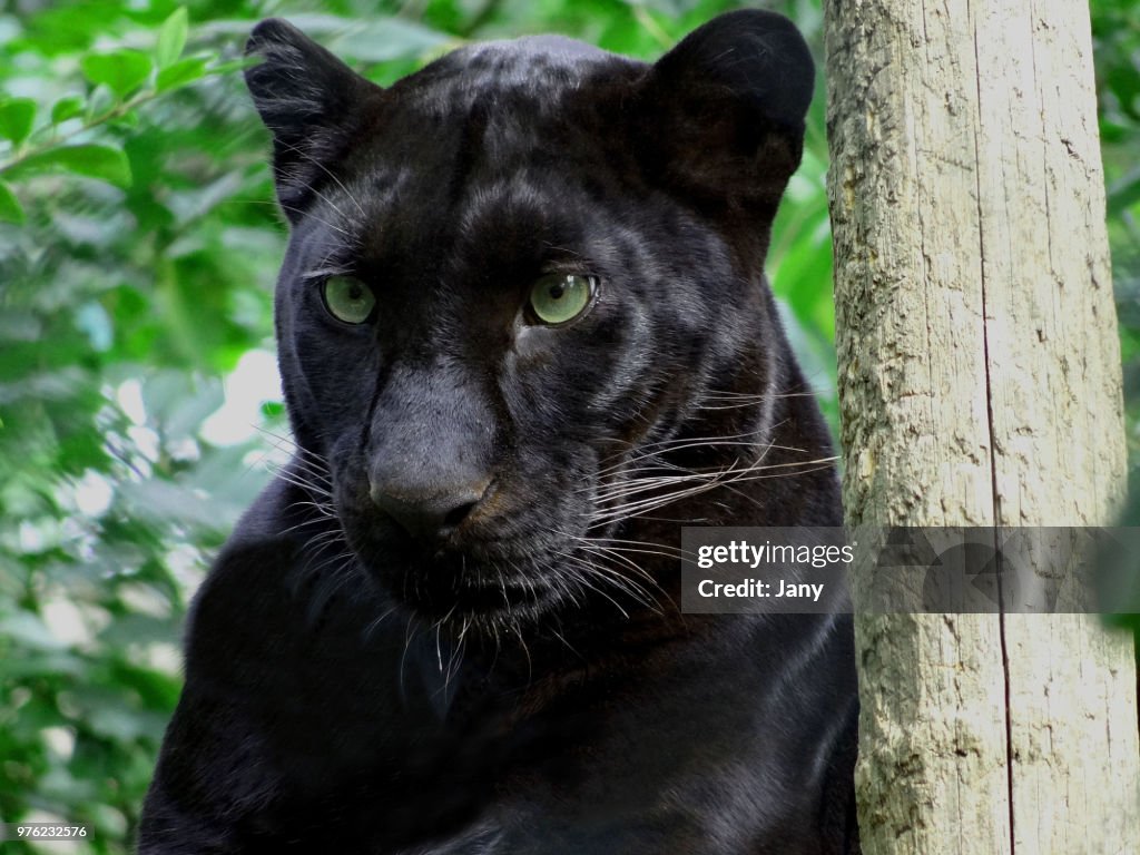 Portrait of black panther, France