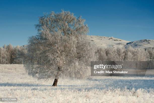 tree in snowy landscape, magnitogorsk, russia - magnitogorsk photos et images de collection