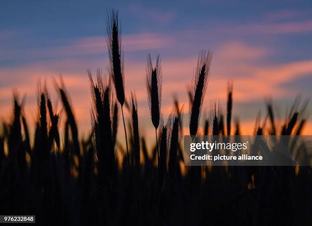 May 2018, Germany, Jacobsdorf: Wheat grains looming in the rich evening sky after sunset. Photo: Patrick Pleul/dpa-Zentralbild/ZB