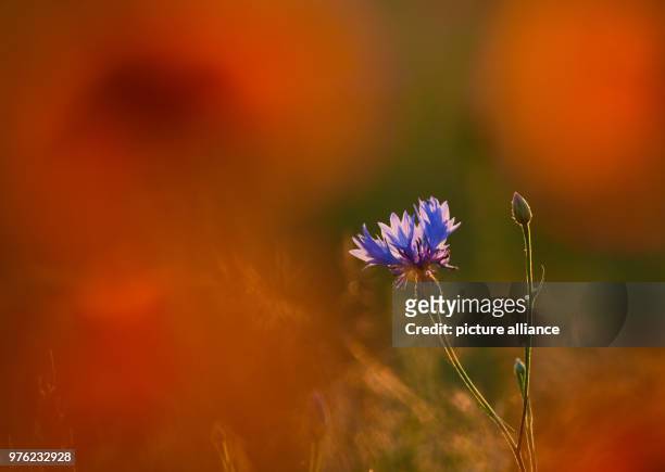 May 2018, Germany, Jacobsdorf: A cornflower glowing in the light of the evening sun on a grain field between two red poppy blossoms. Photo: Patrick...