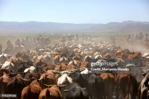 Cattle are driven up the road by the group on horseback on the way back to Reno on June 14, 2018 in Reno, Nevada. The Reno Rodeo Cattle Drive...