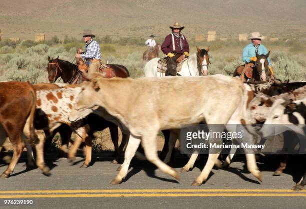Cattle are driven through the desert on the cattle drive on June 13, 2018 in Reno, Nevada. The Reno Rodeo Cattle Drive celebrates the rich legacy of...