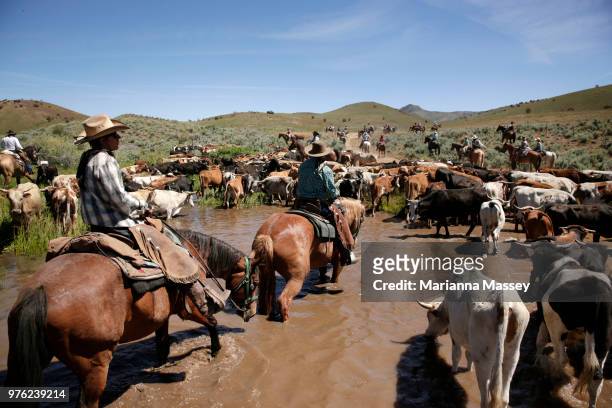 Cattle are driven through the valley by the group on horseback on the way to Reno on June 13, 2018 in Reno, Nevada. The Reno Rodeo Cattle Drive...