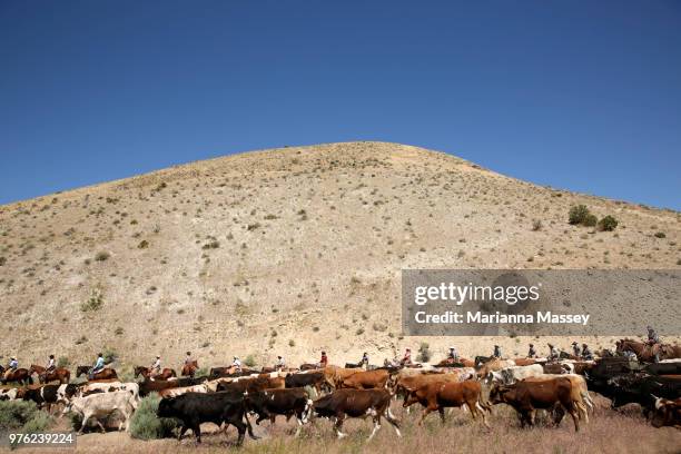 Cattle are driven through the desert on June 14, 2018 in Reno, Nevada. The Reno Rodeo Cattle Drive celebrates the rich legacy of the 'Wild Wild West'...