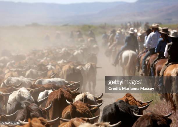 Cattle are driven up the road by the group on horseback on the way back to Reno on June 14, 2018 in Reno, Nevada. The Reno Rodeo Cattle Drive...