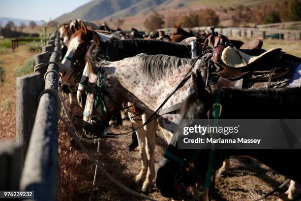 Horses are saddled and ready for guests to ride on day two of the cattle drive on June 13, 2018 in Reno, Nevada. The Reno Rodeo Cattle Drive...