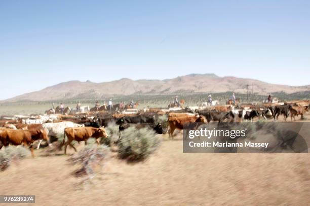 Cattle are driven through the valley by the group on horseback on the way to Reno on June 12, 2018 in Reno, Nevada. The Reno Rodeo Cattle Drive...