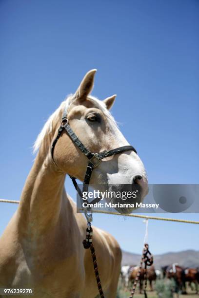 Horses are gathered at camp before day one of the cattle drive on June 12, 2018 in Reno, Nevada. The Reno Rodeo Cattle Drive celebrates the rich...