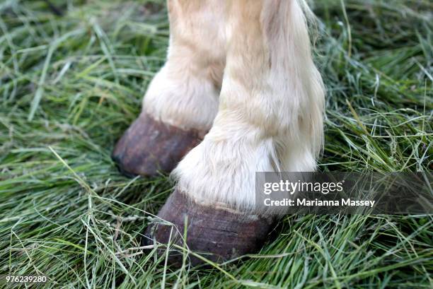 Horse stands in the hay in the early evening on June 13, 2018 in Reno, Nevada. The Reno Rodeo Cattle Drive celebrates the rich legacy of the 'Wild...