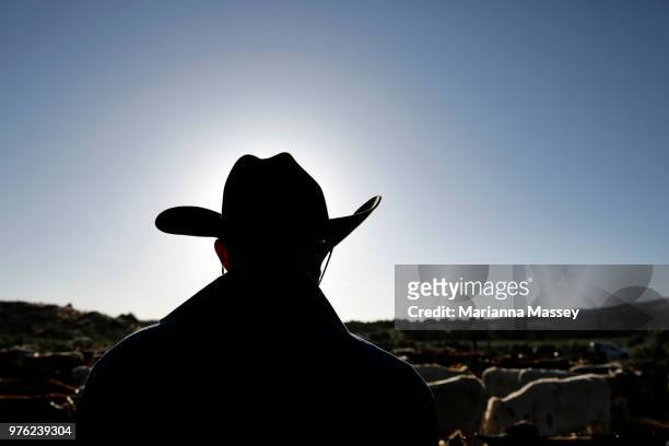 Guest looks over the herd on June 12, 2018 in Reno, Nevada. The Reno Rodeo Cattle Drive celebrates the rich legacy of the 'Wild Wild West' with an...