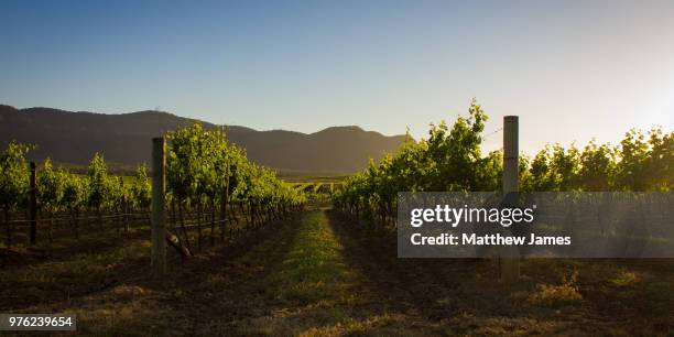 vineyard at sunset, pokolbin, australia - vineyards stock-fotos und bilder