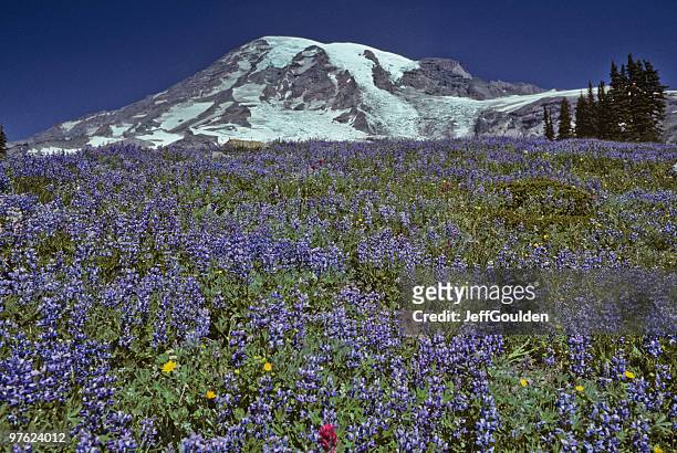 mount rainier and meadow of lupine - jeff goulden stock pictures, royalty-free photos & images