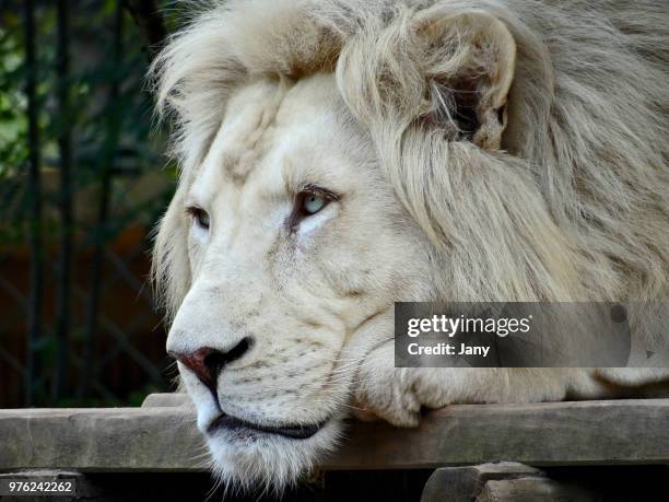 4,444 White Lion Photos and Premium High Res Pictures - Getty Images 4,444 White Lion Photos and Premium High Res Pictures - Getty Images