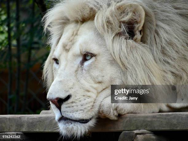 male white lion (panthera leo krugeri), france - leão branco - fotografias e filmes do acervo