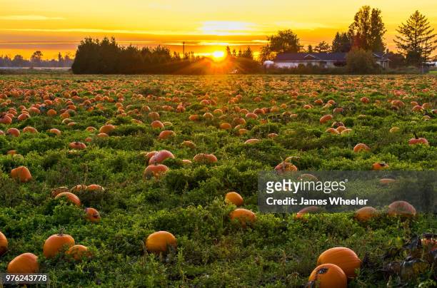 pumpkin patch - wheeler fields stock pictures, royalty-free photos & images