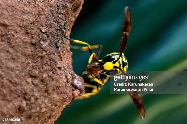 224 Wasp Wasp Eggs Stock Photos High Res Pictures And Images Getty 224-wasp-wasp-eggs-stock-photos-high-res-pictures-and-images-getty