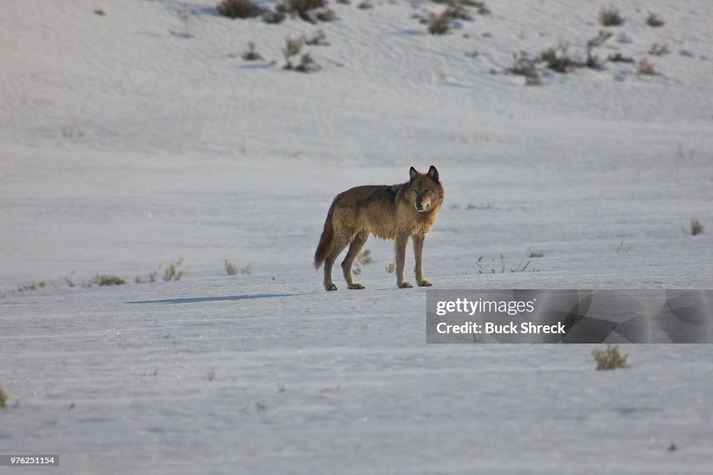 Wolf in Yellowstone National Park, Wyoming, USA