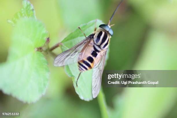 Indian Wasp Insect 300 India Wasps Stock Photos, High-Res Pictures, and Images - Getty Images
