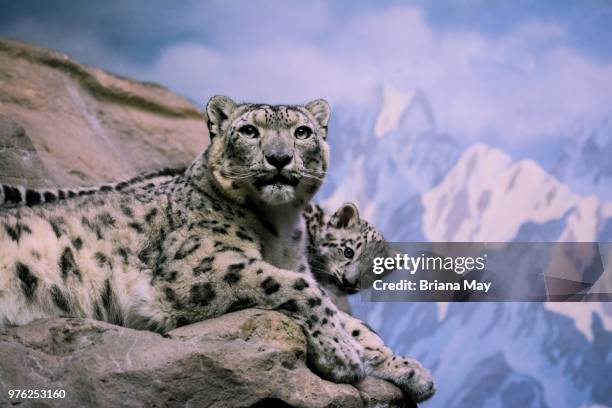 mama and son - snow leopard print stock pictures, royalty-free photos & images