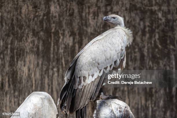 cape vulture - cape vulture stock pictures, royalty-free photos & images