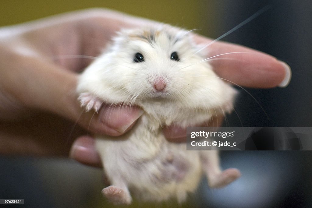 A white face roborovski dwarf hamster (pet) held