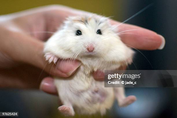 a white face roborovski dwarf hamster (pet) held - roborovski hamster stock pictures, royalty-free photos & images