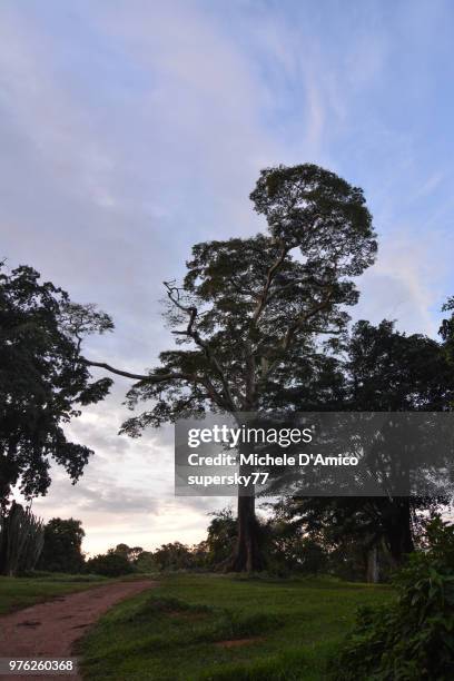 huge tree in the tropical rainforest - hartholzbaum stock-fotos und bilder