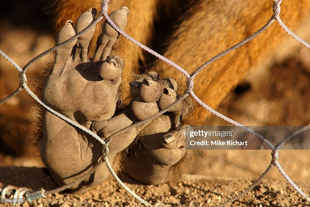 Orangutan feet in Indianapolis Zoo, Indianapolis, Indiana, USA