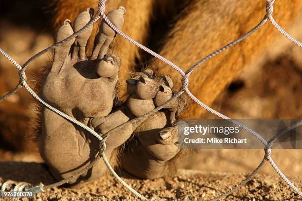 orangutan feet in indianapolis zoo, indianapolis, indiana, usa - animales en cautiverio fotografías e imágenes de stock