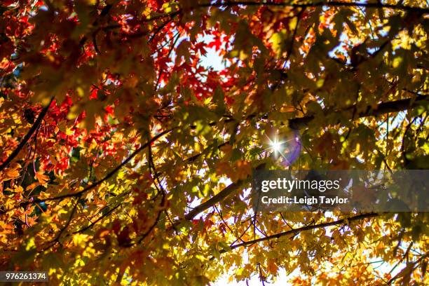 1,161 Finally Fall Stock Photos, High-Res Pictures, and Images - Getty ...