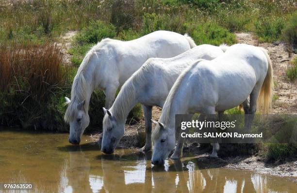 chevaux en camargue - chevaux stock pictures, royalty-free photos & images