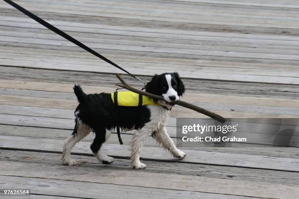 puppy in a life jacket - carrying in mouth stock pictures, royalty-free photos & images