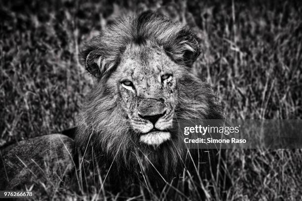 portrait of male lion (panthera leo) - raso 個照片及圖片檔